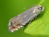 360093 – Photo : Jean-Michel GAREL – France (89)